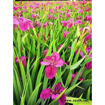 晨光芒，細葉芒，細葉針芒，班葉芒，花葉芒，五節芒