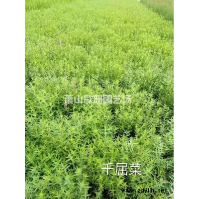 供應千屈菜.馬藺.狼尾草.水生美人蕉.聚草、萍逢草、野茭白、