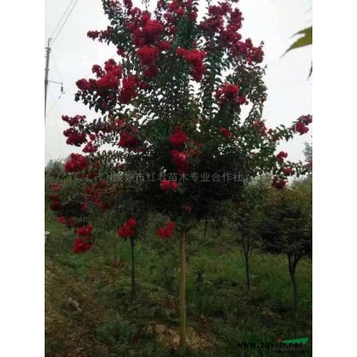 紅楓秋天4供應/紅楓秋天4圖片