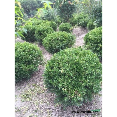 浙江櫻花土球展示