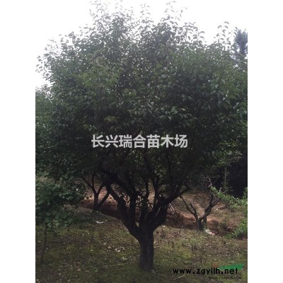 7公分紅楓 湖州紅楓 紅楓價(jià)格