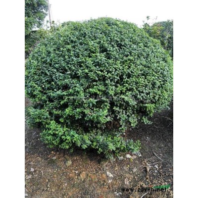 浙江茶梅小毛球*新報(bào)價(jià)/茶梅小毛球圖片