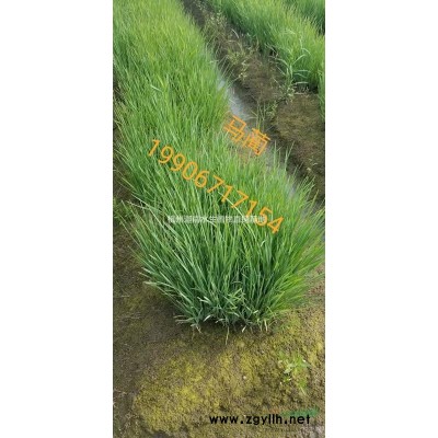 紫穗狼尾草，萍蓬草，梭魚草，細葉芒，晨光芒