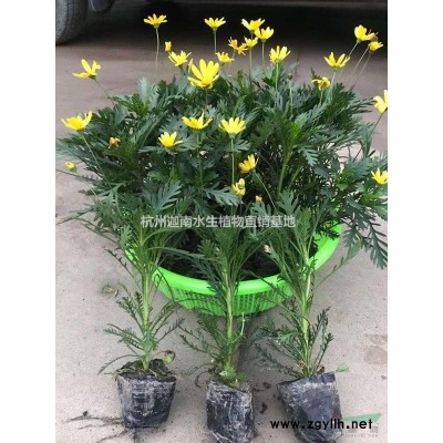 金邊黃楊，色塊，小杯，毛球，球類