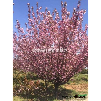 出售3公分櫻花樹苗/日本晚櫻/浙江櫻花/櫻花基地/櫻花直銷