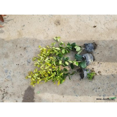 水生植物旱傘草風車草供應