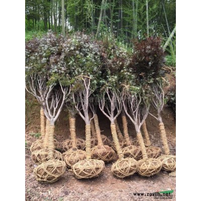 紅楓2*新價格/紅楓2報價