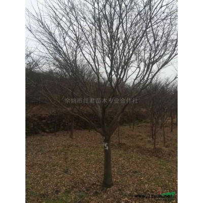 紫薇*新行情報價/紫薇*新圖片