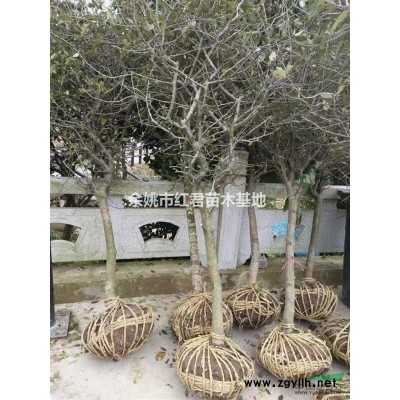 浙江櫻花基地直銷2——25公分綠化樹苗