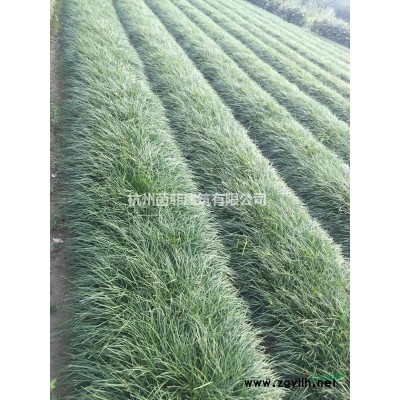 出售麥冬！源頭貨源，基地直銷