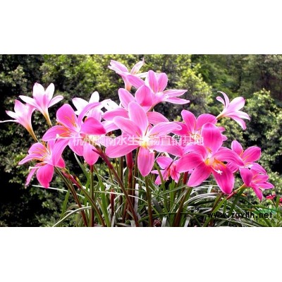 水生植物再力花供應