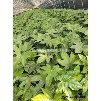 水生植物水生美人蕉，花葉美人蕉，紅花美人蕉，黃花美人蕉供應