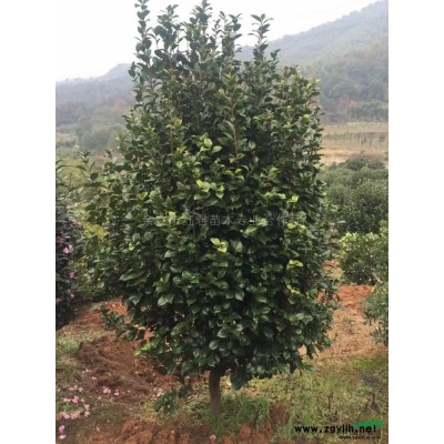 櫻花裝車圖片\櫻花裝車報價