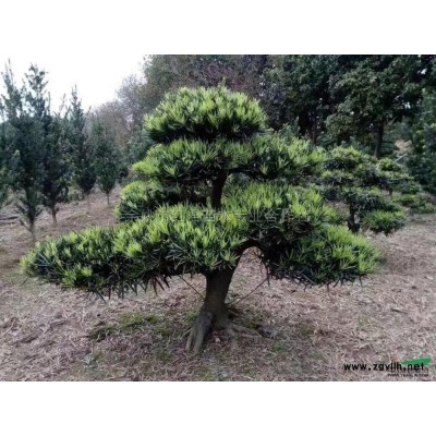 浙江紅楓秋天2信息