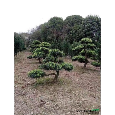 長葉櫻花*新價格/長葉櫻花報價