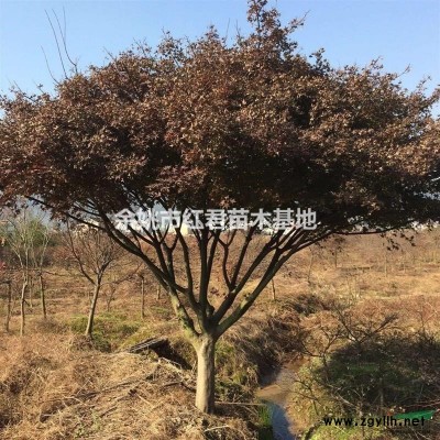 日本早櫻/櫻花基地/櫻花批發/常年供應工程綠化苗