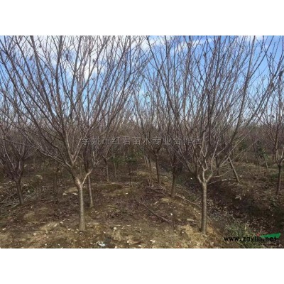 浙江紅楓四明山紅楓基地紅楓價格低8公分紅楓有售