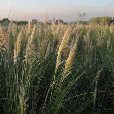 荷花，千屈菜，菖蒲，美人蕉，鳶尾