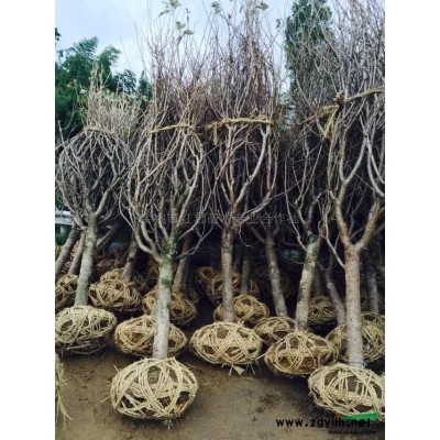 櫻花裝車圖片\櫻花裝車現場