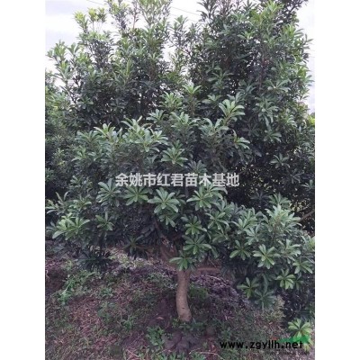 批發優質紅楓丨紅楓價格丨紅楓基地綠化苗木