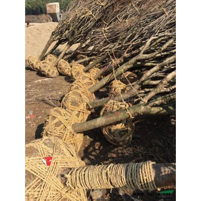 供應大量的櫻花樹苗/櫻花價格/櫻花基地/櫻花批發/日本早櫻