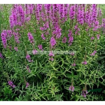 水生植物花葉蘆竹青葉蘆竹供應