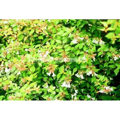 水生植物水生鳶尾德國鳶尾西伯利亞鳶尾常綠鳶尾