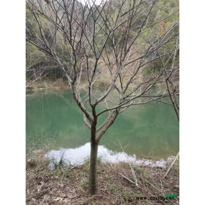 櫻花供應基地丨櫻花報價表/*新價格表