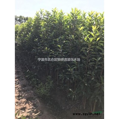 浙江無刺構(gòu)骨毛球2