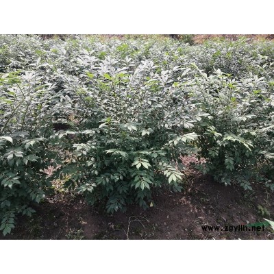 黃金枸骨二加侖