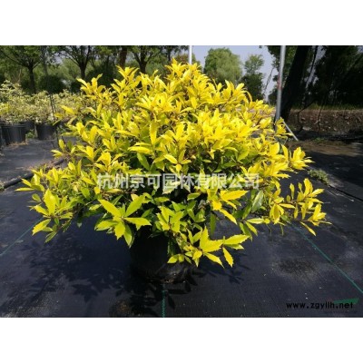 火焰衛矛地插苗