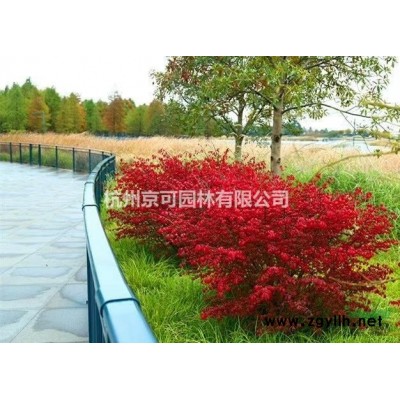 黃金枸骨扦插苗