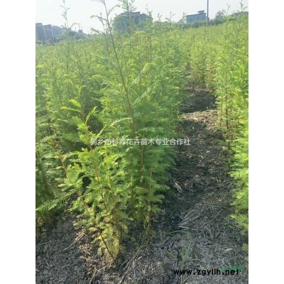 桐鄉市杉森花卉苗木大量低價供應落羽杉小苗