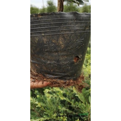 黃金枸骨地栽球