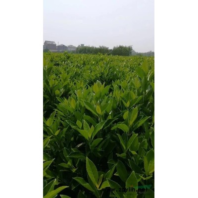 完美石竹 2019完美石竹