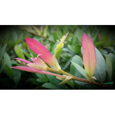 全年供應小葉蚊母小毛球、地栽色塊、營養杯苗