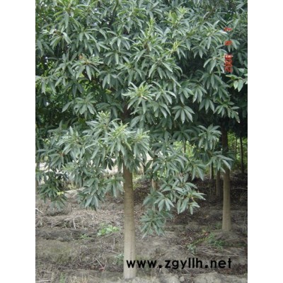 大葉女貞 浙江大葉女貞價格  嘉興大葉女貞基地