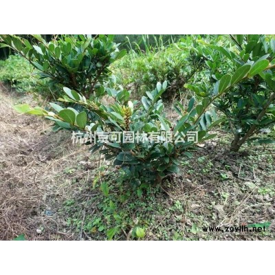 法國冬青，珊瑚樹