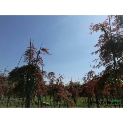 小葉蚊母小毛球H40P35