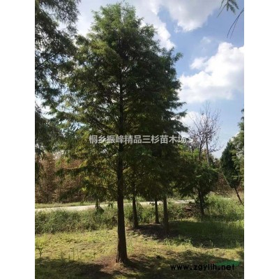 浙江桐鄉市杉森花卉苗木合作社大量供應池杉