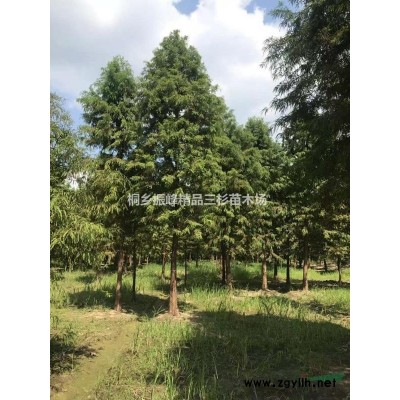 浙江桐鄉落羽杉小苗50-120cm低價銷售