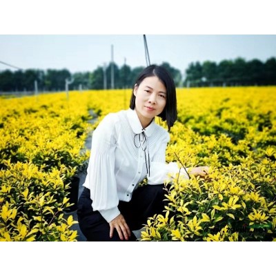 黃金枸骨大杯苗小杯苗