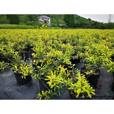 供黃金枸骨工程苗500萬株