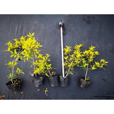 全冠樹型羽毛楓H400P300