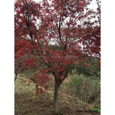 浙江櫻花/寧波櫻花/四明山櫻花/櫻花基地價格低