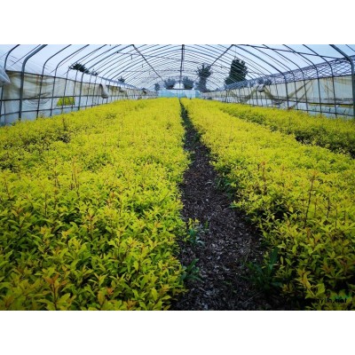 黃金枸骨穴盤苗