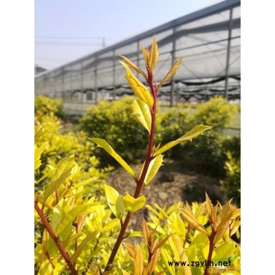 浙江黃金枸骨球