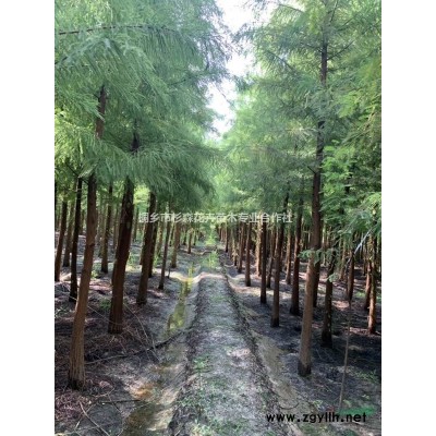 浙江桐鄉落羽杉哪里便宜/浙江落羽杉價格多少