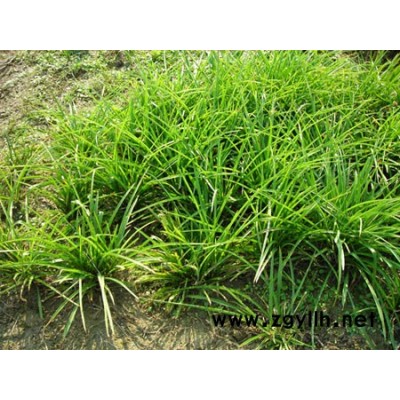 專業(yè)供應各類竹子、觀賞竹、竹苗、竹種
