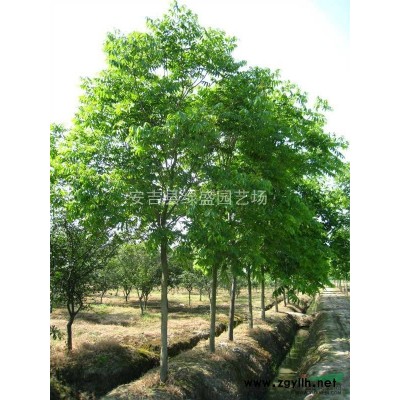 2014年*新黃連木價格，浙江黃連木，供應黃連木